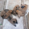 Photo №2 to announcement № 124066 for the sale of chow chow - buy in Finland private announcement