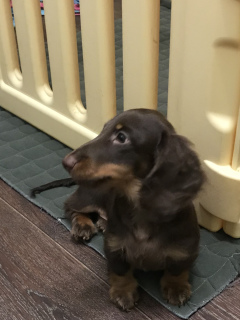 Additional photos: Miniature dachshund puppy d / w