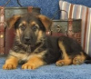 Photo №1. german shepherd - for sale in the city of Brno | Is free | Announcement № 124141