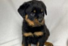 Photo №1. rottweiler - for sale in the city of Berlin | Is free | Announcement № 127090