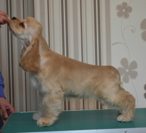 Photo №2 to announcement № 1096 for the sale of american cocker spaniel - buy in Belarus breeder