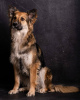 Additional photos: Metis collie dog Malibu in good hands