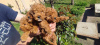 Additional photos: Toy poodle puppies