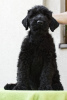 Photo №4. I will sell black russian terrier in the city of Jaworze. breeder - price - negotiated