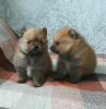 Photo №2 to announcement № 124050 for the sale of pomeranian - buy in Belarus breeder