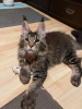 Photo №2 to announcement № 100097 for the sale of maine coon - buy in Netherlands breeder