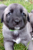 Photo №3. Kangal puppies. Czech Republic