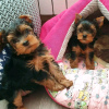 Photo №1. yorkshire terrier - for sale in the city of Helsinki | 370$ | Announcement № 116780