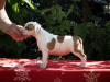 Additional photos: American Staffordshire Terrier, puppies