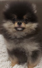 Additional photos: Buu Pomeranians puppies