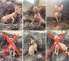 Photo №1. sphynx-katze - for sale in the city of Tashkent | 100$ | Announcement № 91821