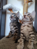 Additional photos: Bengal kittens for sale