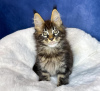 Photo №1. maine coon - for sale in the city of New York | 300$ | Announcement № 114861