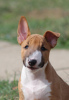 Additional photos: Mini Bull Terrier puppies