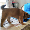 Photo №2 to announcement № 11680 for the sale of shiba inu - buy in Russian Federation breeder