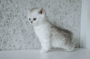 Photo №3. Chic british kittens. Belarus