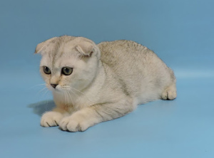 Photo №2 to announcement № 3505 for the sale of scottish fold - buy in Ukraine breeder