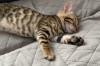 Photo №1. bengal cat - for sale in the city of Yekaterinburg | 91$ | Announcement № 43038