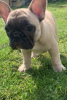 Photo №1. french bulldog - for sale in the city of Флорида Сити | 800$ | Announcement № 18627