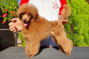 Additional photos: Poodle puppy