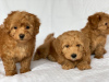 Photo №2 to announcement № 9035 for the sale of poodle (royal) - buy in Canada breeder