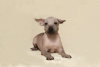 Additional photos: Mexican naked girls puppies - xoloitzcuintli