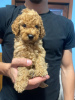 Photo №4. I will sell poodle (toy) in the city of Belgrade.  - price - negotiated