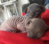 Photo №4. I will sell sphynx cat in the city of Wolfsburg.  - price - negotiated