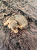 Photo №3. Miniature longhaired dachshund. Belarus