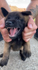 Photo №2 to announcement № 20390 for the sale of belgian shepherd - buy in Russian Federation from nursery