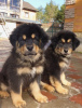 Photo №1. tibetan mastiff - for sale in the city of Jüterbog | 475$ | Announcement № 127305