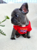 Photo №1. french bulldog - for sale in the city of Калифорния Сити | 350$ | Announcement № 117012