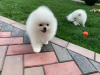 Additional photos: Pomeranian puppies