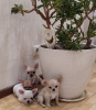 Photo №4. I will sell chihuahua in the city of Munich. breeder - price - 269$