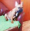 Photo №2 to announcement № 89249 for the sale of french bulldog - buy in Serbia breeder