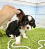 Photo №2 to announcement № 105352 for the sale of beagle - buy in Germany breeder