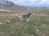 Photo №4. I will sell siberian husky in the city of Bar. private announcement - price - Is free