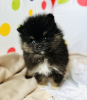 Additional photos: pomeranian