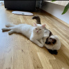 Photo №2 to announcement № 101788 for the sale of siamese cat - buy in Germany private announcement, breeder