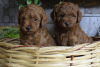 Additional photos: Toy poodle