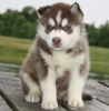 Photo №1. siberian husky - for sale in the city of Rothenburg ob der Tauber | 370$ | Announcement № 119004