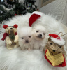 Additional photos: Super tiny snowballs Pomeranians