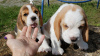 Photo №3. beagle puppies looking. Germany