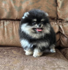 Photo №2 to announcement № 119903 for the sale of pomeranian - buy in Belgium breeder