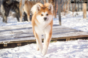 Photo №2 to announcement № 3911 for the sale of akita - buy in Russian Federation from nursery, breeder