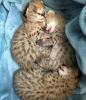 Photo №1. savannah cat - for sale in the city of City of London | negotiated | Announcement № 99686