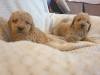 Additional photos: Apricot poodle puppies