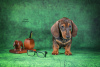 Photo №4. I will sell dachshund in the city of Kaliningrad. from nursery - price - 1162$