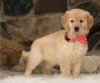 Photo №2 to announcement № 50401 for the sale of golden retriever - buy in Australia private announcement