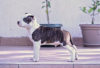 Photo №3. American Staffordshire Terrier. Serbia